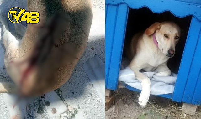 BODRUM'DA KÖPEĞİ POMPALI TÜFEKLE VURAN AVUKAT GÖZALTINA ALINDI