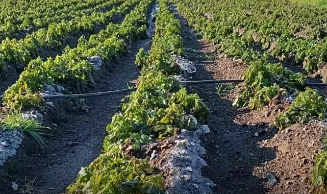 PATATES ÜRETİCİLERİ DON MAĞDURU
