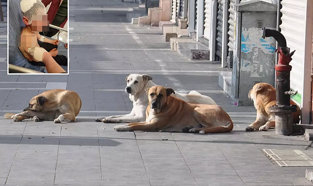 KÜÇÜK ÇOCUK, SOKAK KÖPEĞİNİN SALDIRISINDA ÖLÜMDEN DÖNDÜ