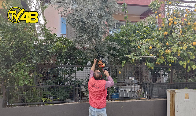 DALAMAN'DA AĞAÇ KESİMİNE TEPKİ