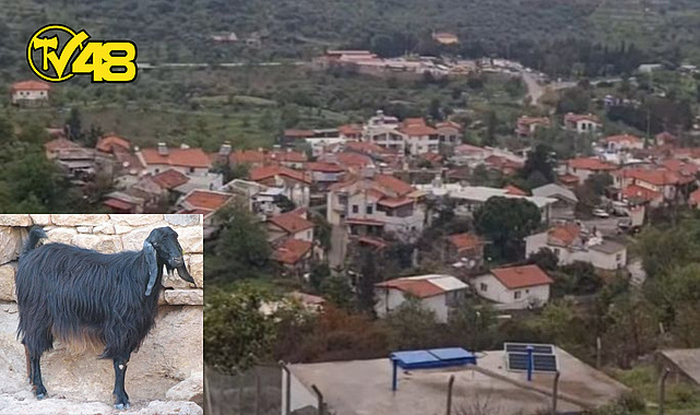 DATÇA'DA MAVİ DİL HASTALIĞI ALARMI: 40 GÜNLÜK KARANTİNA BAŞLATILDI