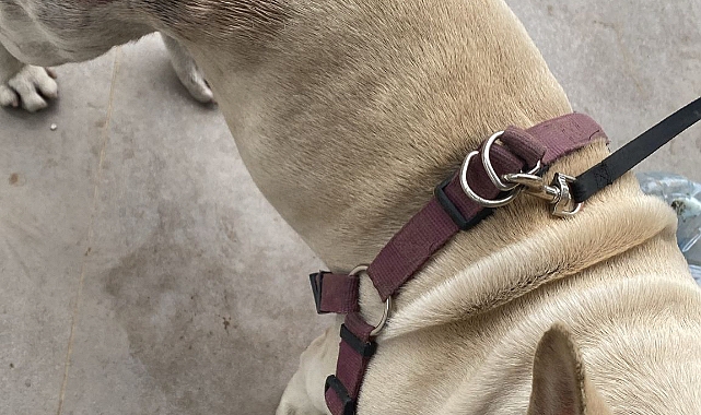 Köpek Saldırısı Sonrası Karakuyu Mahallesi’nde Önlem Talebi