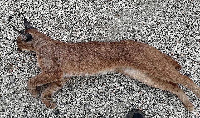 Koruma Altındaki Karakulak araç çarpması sonucu öldü