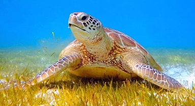 DALYAN'DA İLK CARETTA CARETTA YUVASİ TESPİT EDİLDİ