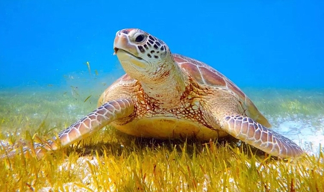 DALYAN'DA İLK CARETTA CARETTA YUVASİ TESPİT EDİLDİ