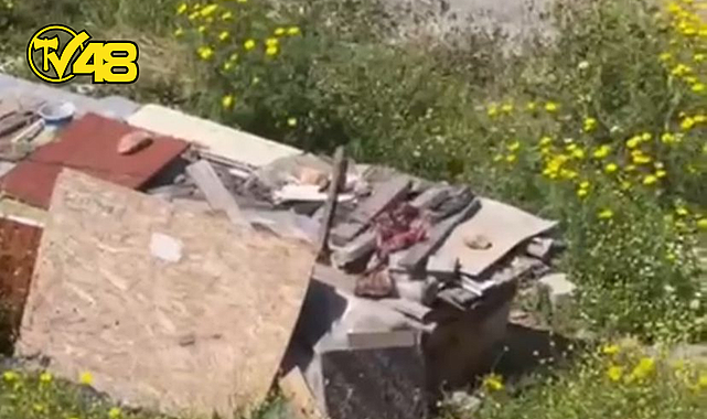 MİLAS'TA DOMUZLAR KÜMESLERİ BASTILAR, TAVUKLARI TELEF ETTİLER