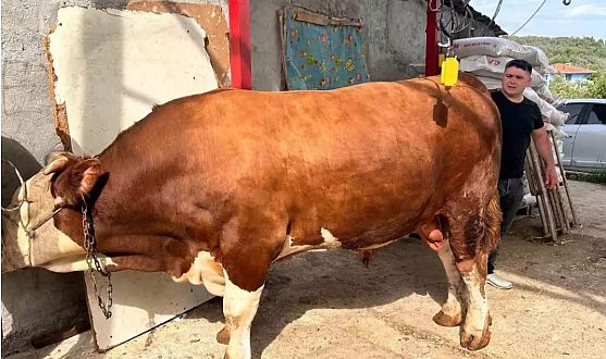 OTOMOBİL FİYATINA KURBANLIK BOĞA