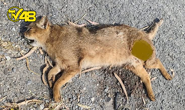 SÖKE-MİLAS KARAYOLU'NDA NADİR SAZ KEDİSİ ÖLÜ BULUNDU