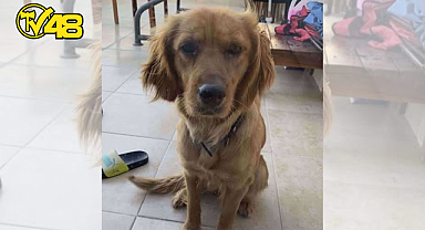 BİTEZ SAHİLİNDE KÖPEK ZEHİRLENMELERİ: HAYVANSEVERLERDEN ACİL ÖNLEM ÇAĞRISI