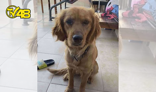 BİTEZ SAHİLİNDE KÖPEK ZEHİRLENMELERİ: HAYVANSEVERLERDEN ACİL ÖNLEM ÇAĞRISI