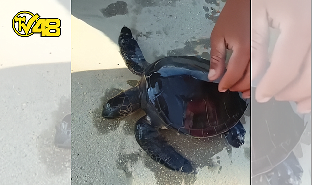 DATÇA'DA KAHRAMANCA KURTARIŞ: UN ÇUVALINA DOLANAN CARETTA CARETTA YENİDEN ÖZGÜRLÜĞÜNE KAVUŞTU