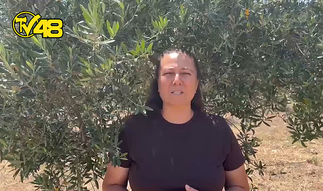 ZEYTİNLİKLER TEHLİKEDE: İKİZKÖYLÜLER YENİ YASA TASARISINA KARŞI AYAĞA KALKTI