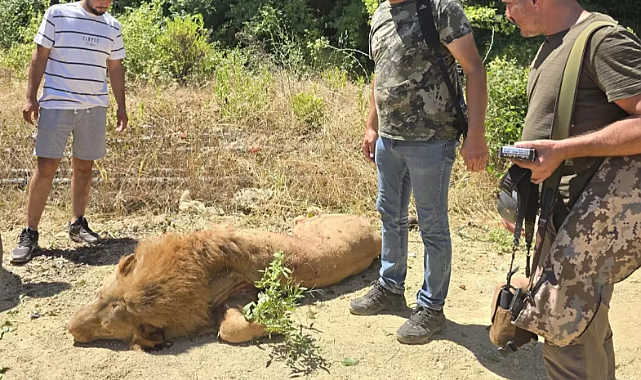 HAYVAN PARKINDAN KAÇAN ASLAN ÖLDÜRÜLDÜ, SALDIRDIĞI KİŞİ YARALANDI