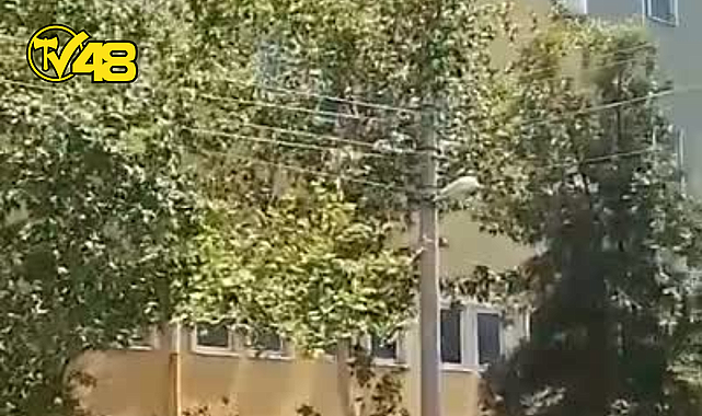 MİLAS'TA ELEKTRİK TELLERİ İLE İÇ İÇE GEÇEN AĞAÇLAR YANGIN RİSKİ OLUŞTURUYOR