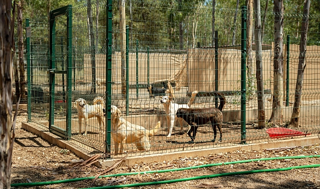 Türkiye’nin İlk VİP’i Hayvan Barınağı Projesi, Fethiye’de Hayata Geçecek…