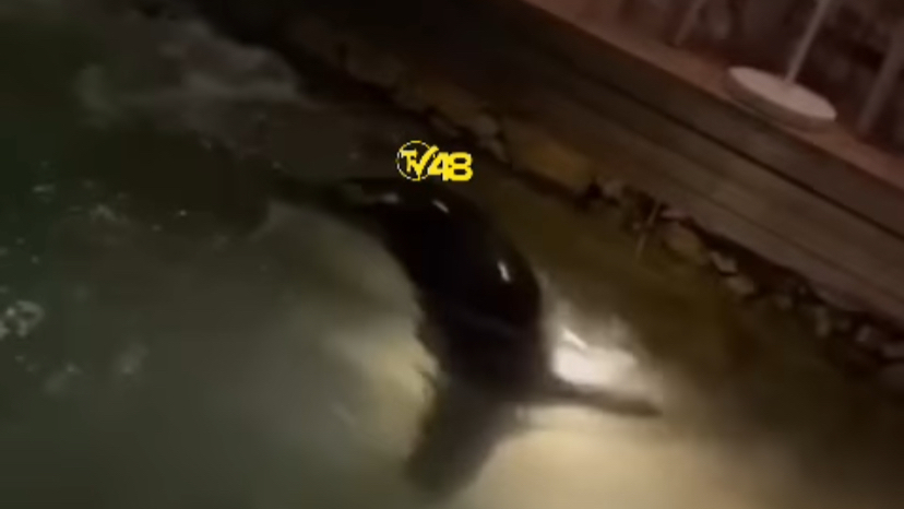Fethiye'de Ava Çıkan Fok Kameraya Yakalandı