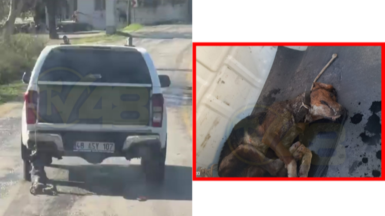 Vicdanları Sızlatan Görüntünün Adresi Milas'tan!