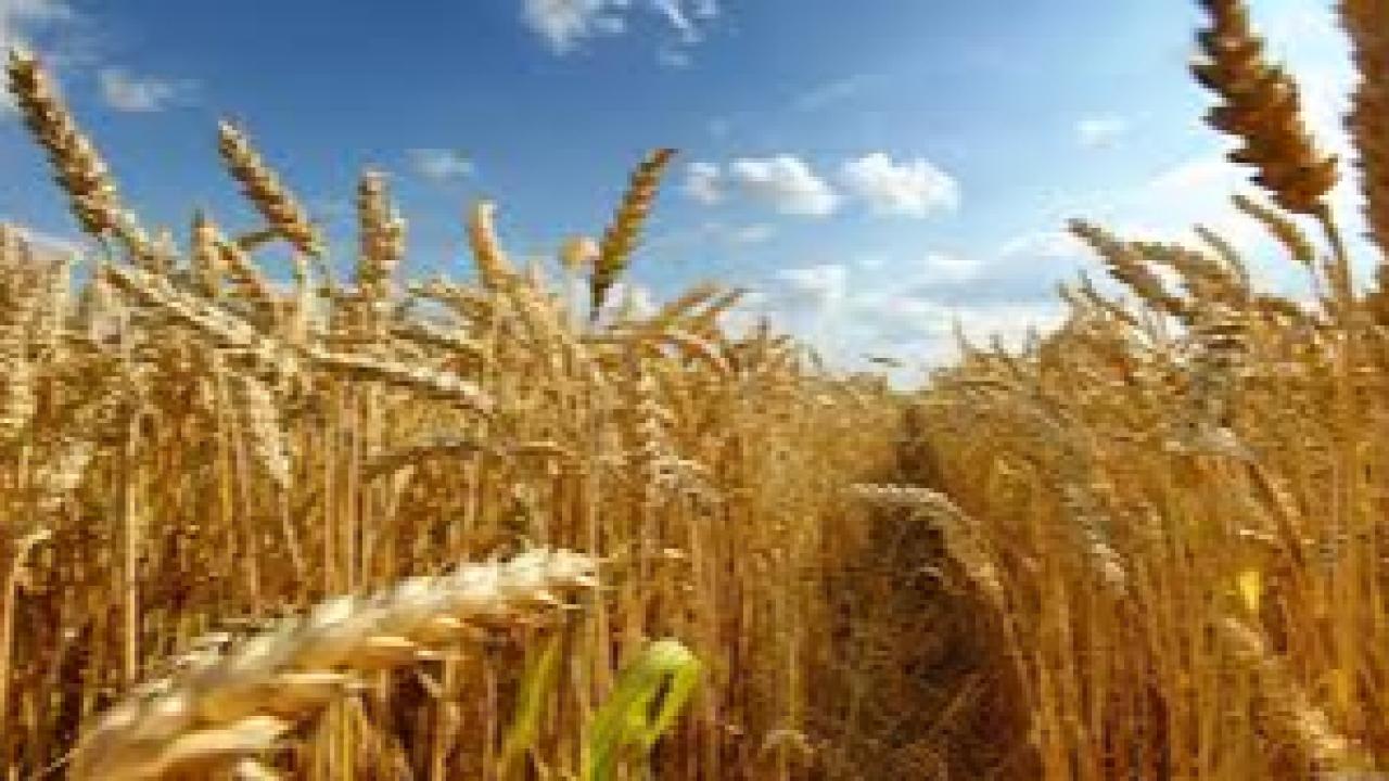 Çiftçilere Bugün Yaklaşık 1,7 Milyar Liralık Destekleme Ödemesi Yapılacak