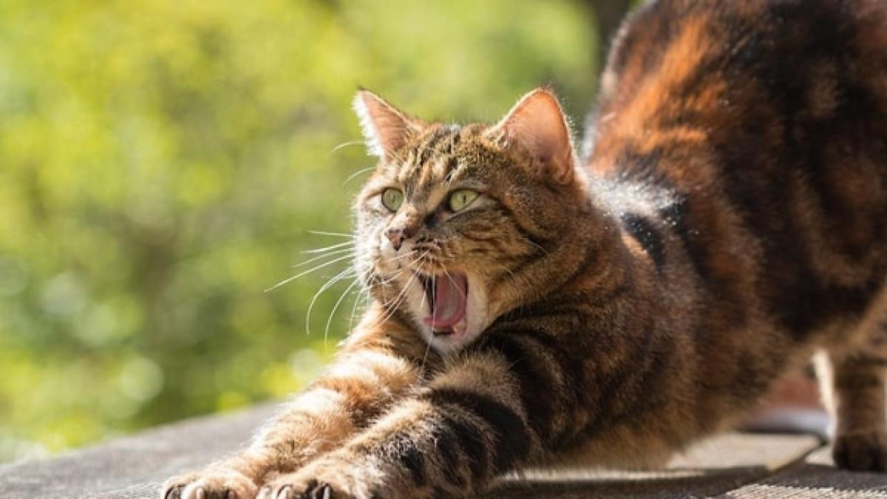Kedilerin Sürekli Esnemesinin Sebebi Bakın Neymiş!