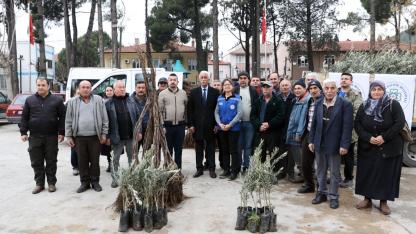 Büyükşehir’den Ula’da Üreticiye Zeytin ve Ceviz Fidanı Desteği