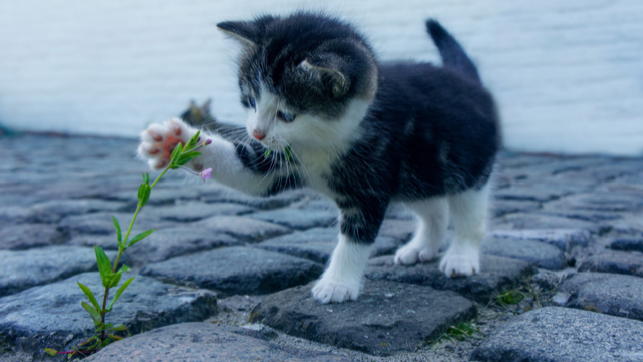 Bugün, 17 Şubat Dünya Kedi Günü