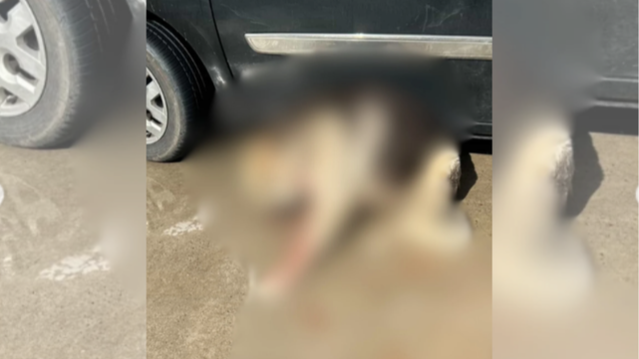 Güvercinlik’te Silah Sesleri: İki Köpek Vurularak Öldürüldü