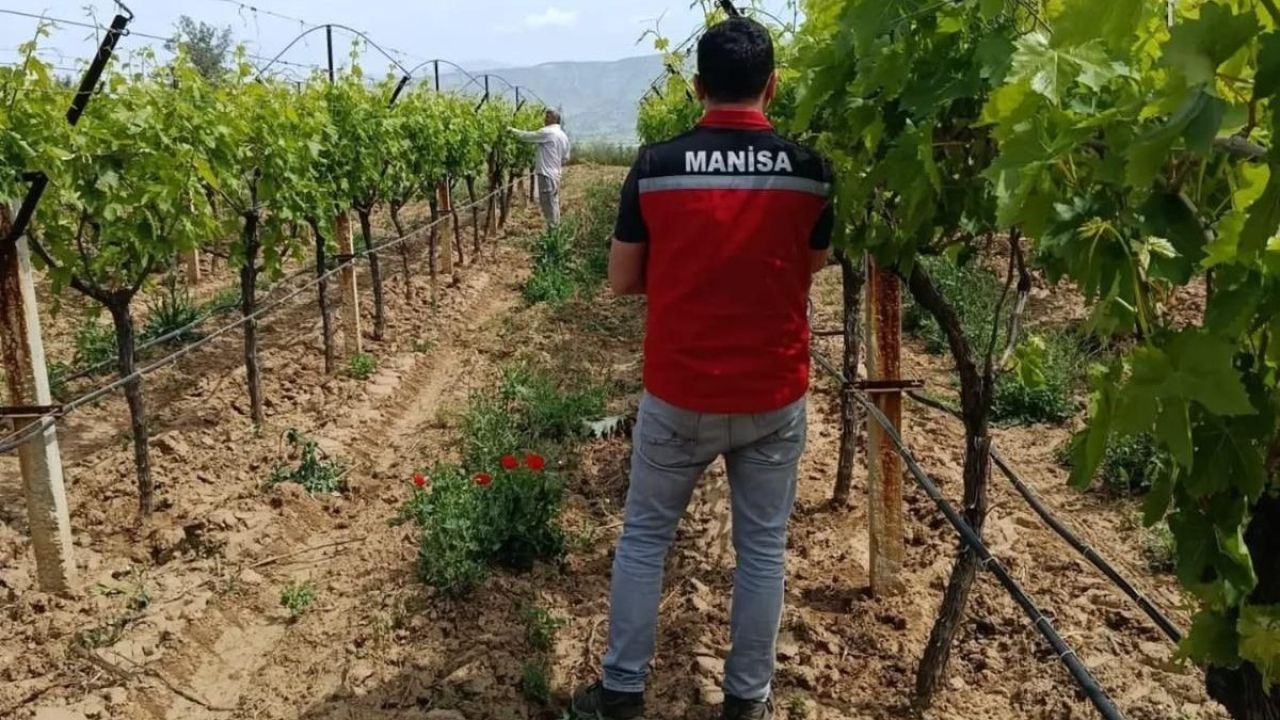 Bağlarda hasat öncesi pestisit denetimi başladı