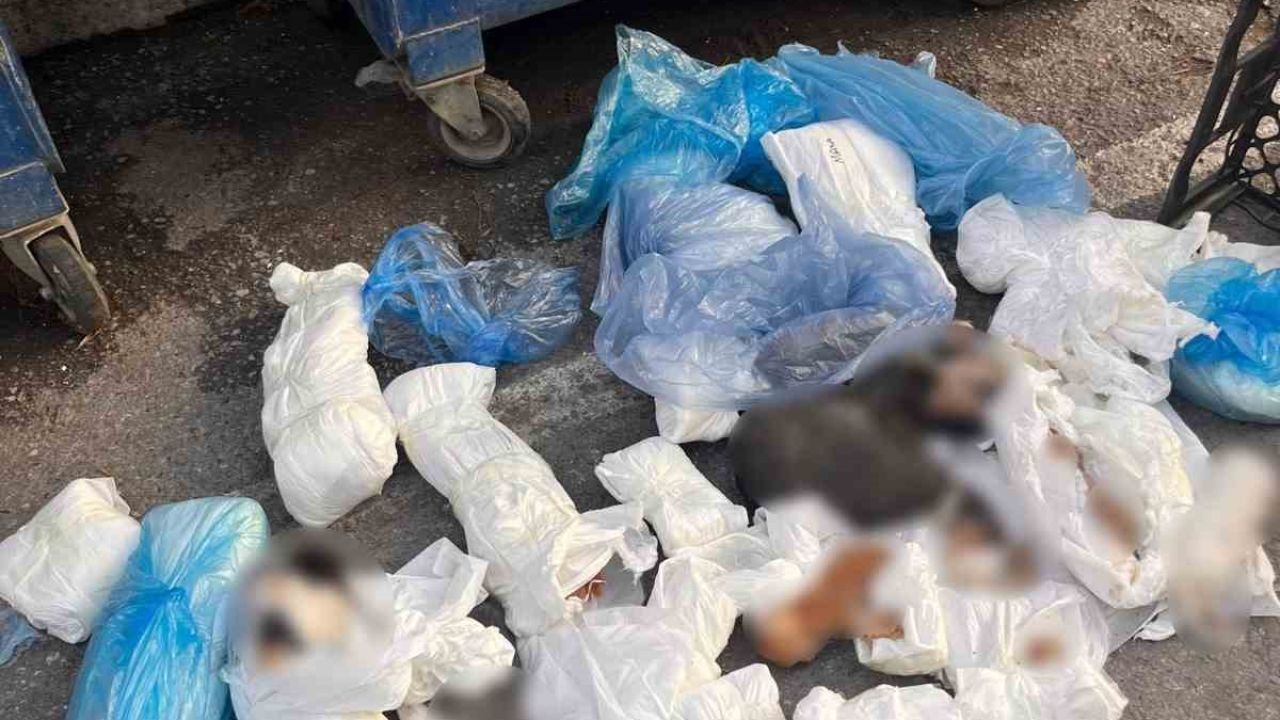 İzmir’de poşetler içinde 33 ölü kedi bulundu