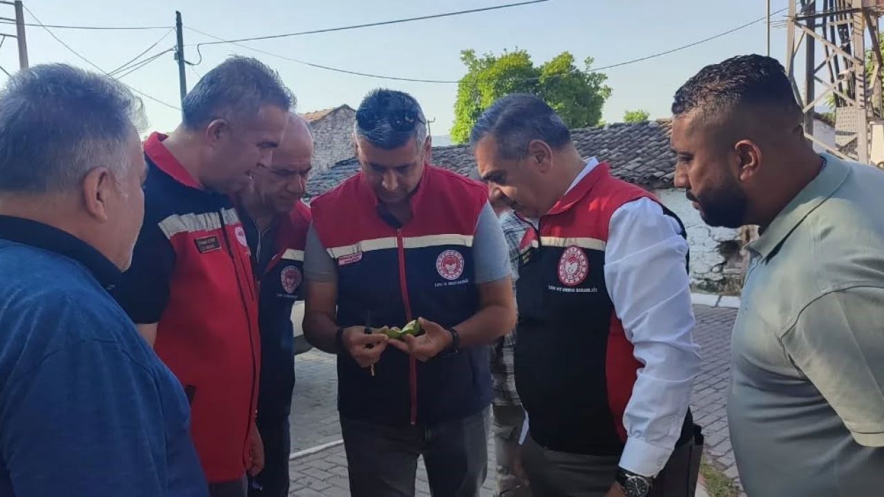Aydın’da ilekleme sezonu yakından takip ediliyor