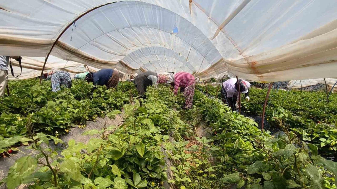 Aydın’da kavurucu sıcakta çilek mesaisi