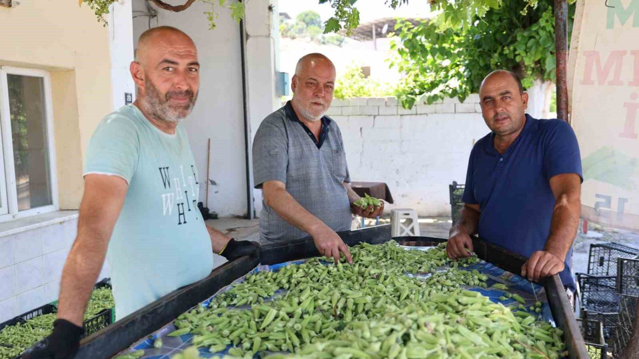 Aydın’ın bamyası Türkiye’nin dört bir yanına gönderiliyor