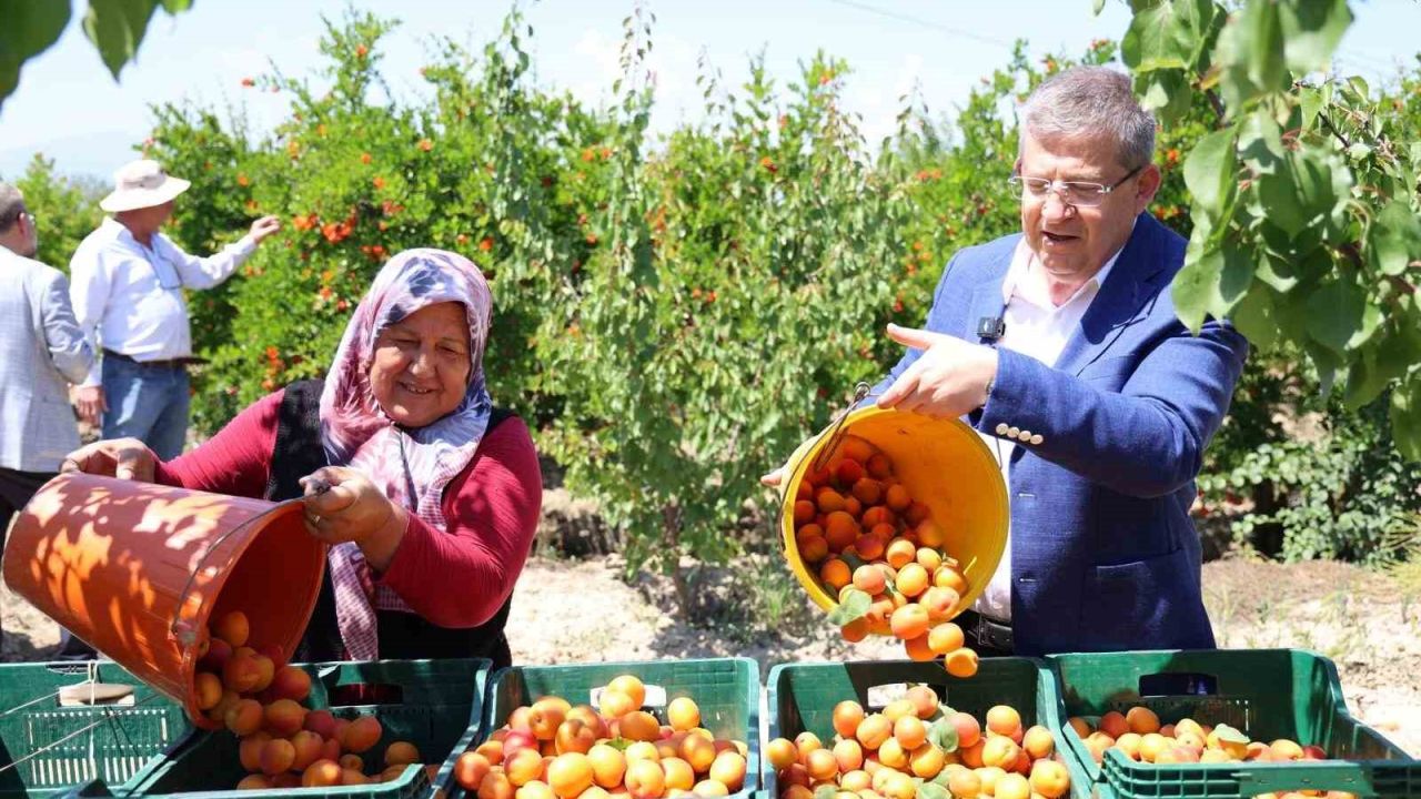 Başkan Subaşıoğlu kiraz ve kayısı üreticileriyle birlikte hasat yaptı