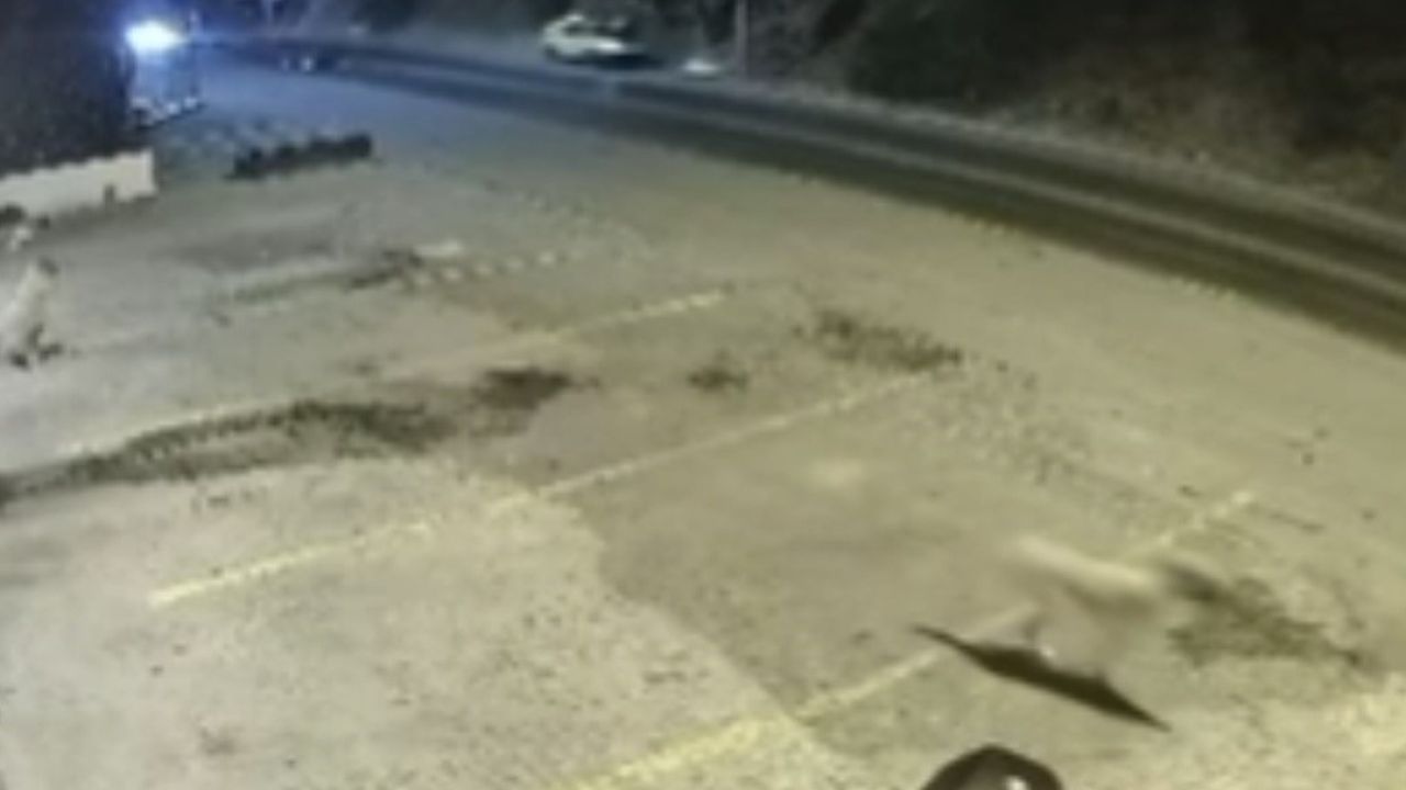 Bodrum’daki ölümlü kazanın güvenlik kamerası ortaya çıktı