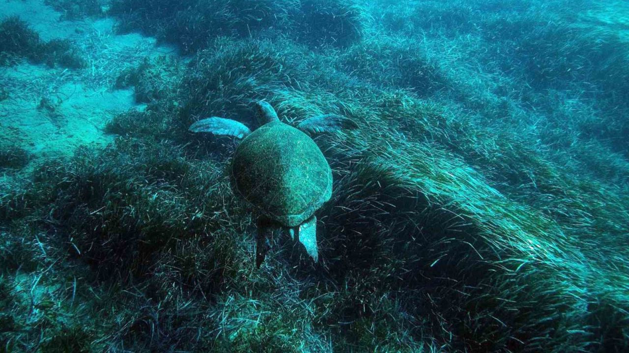 Bodrum’un su altı ekosistemini haritalama çalışmaları sürüyor