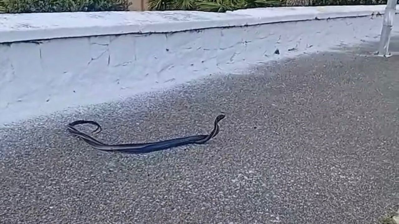 Bozdoğan’da yılanların çiftleşme dansı kamerada