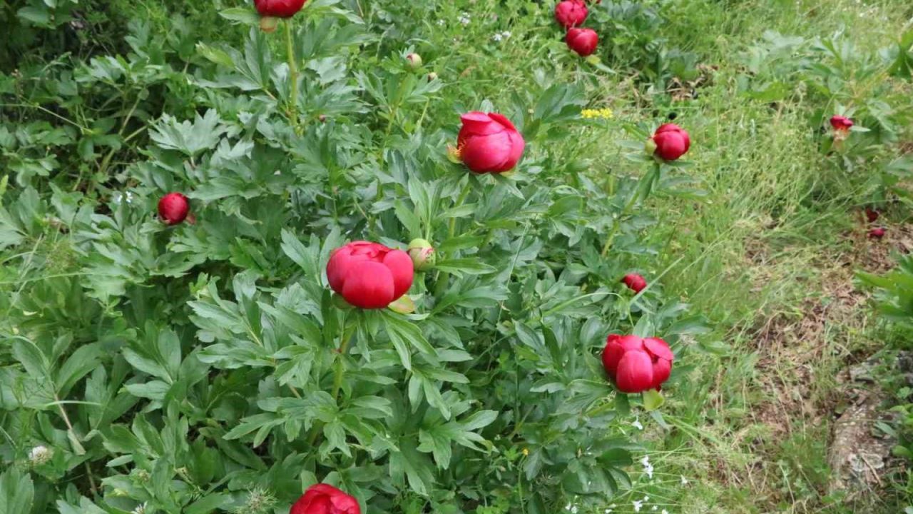Bu gülleri koparmanın cezası yaklaşık 700 bin TL