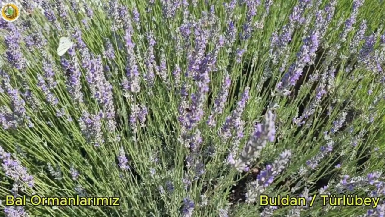 Buldan’da yangının izleri silinen 44 hektarlık alandan adeta bal damlayacak