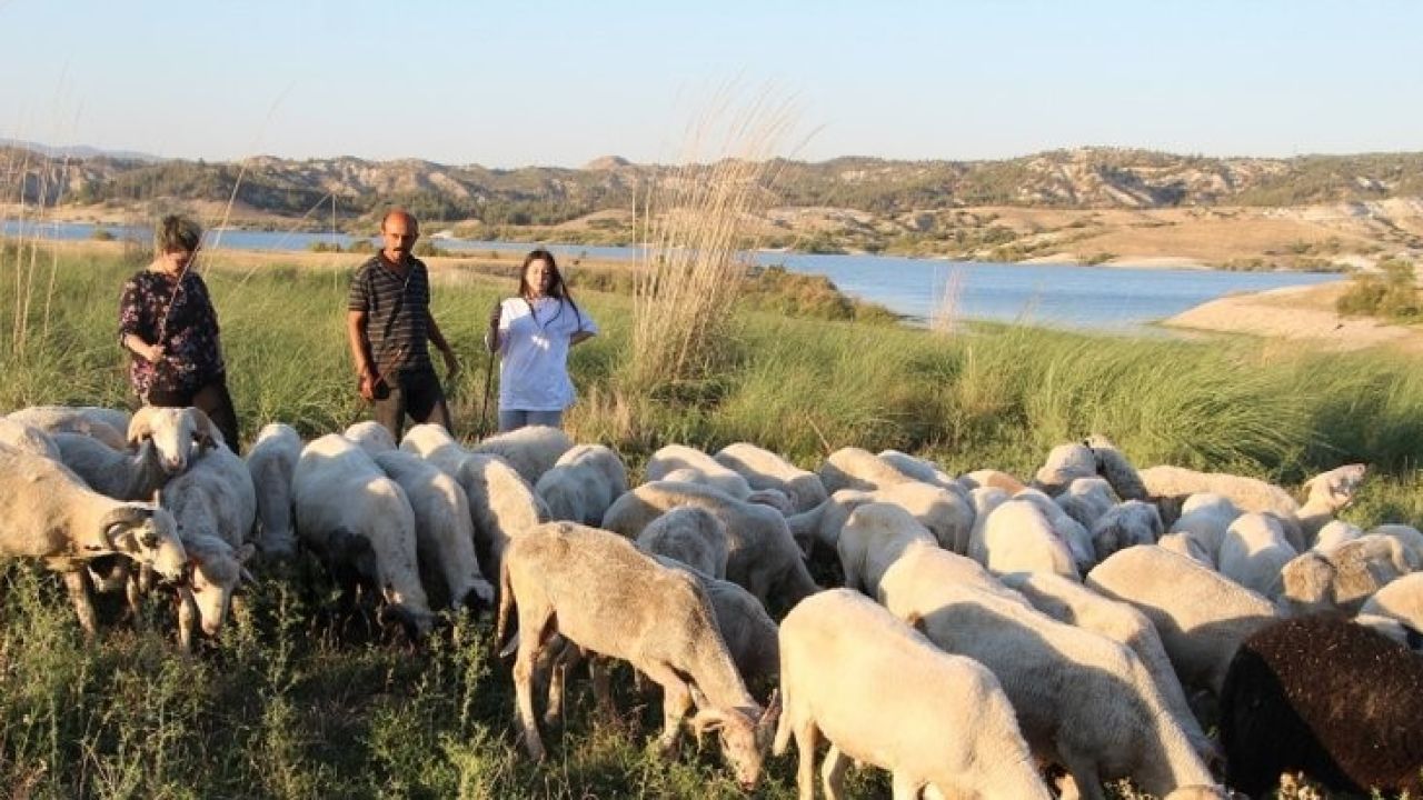 Çobanlık yaparken 2 dil öğrendi, üniversiteyi birincilikle bitirdi