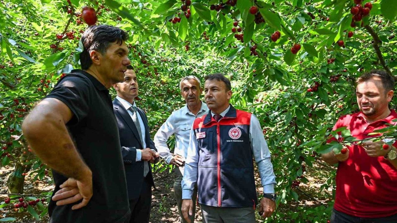 Honaz’da kiraz hasadı başladı