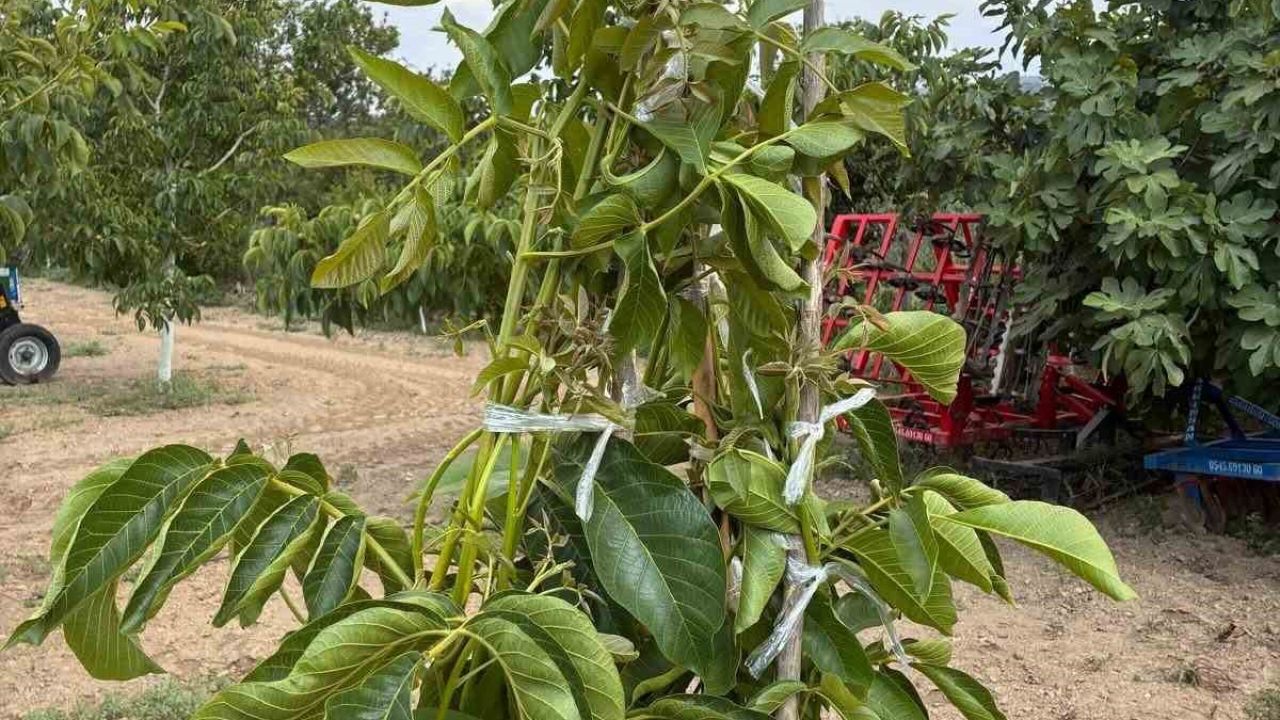Koçarlı’da cevizde çeşit değiştirme aşısı başarıya ulaştı