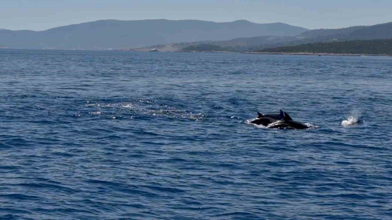 Muğla Valisi Akbıyık’ı denizde yunuslar karşıladı