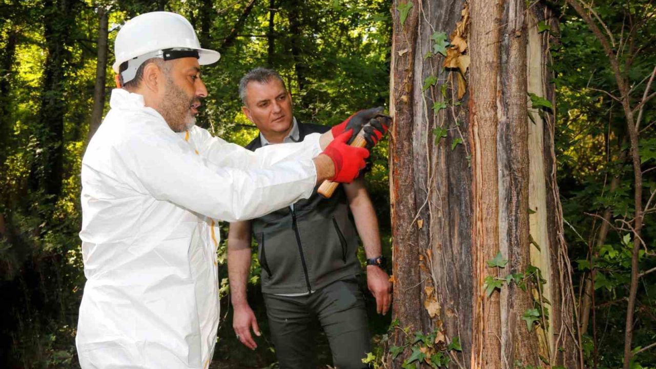 Muğla’daki Sığla ormanlarından 1 ton Sığla yağı üretimi bekleniyor