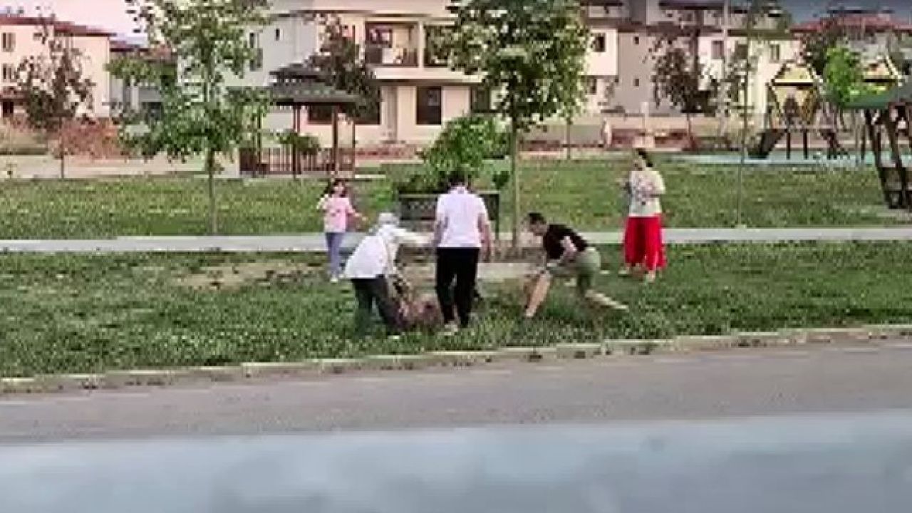 Parkta dolaştırılan köpeğe saldıran başıboş köpek, doktor tarafından etkisiz hale getirildi