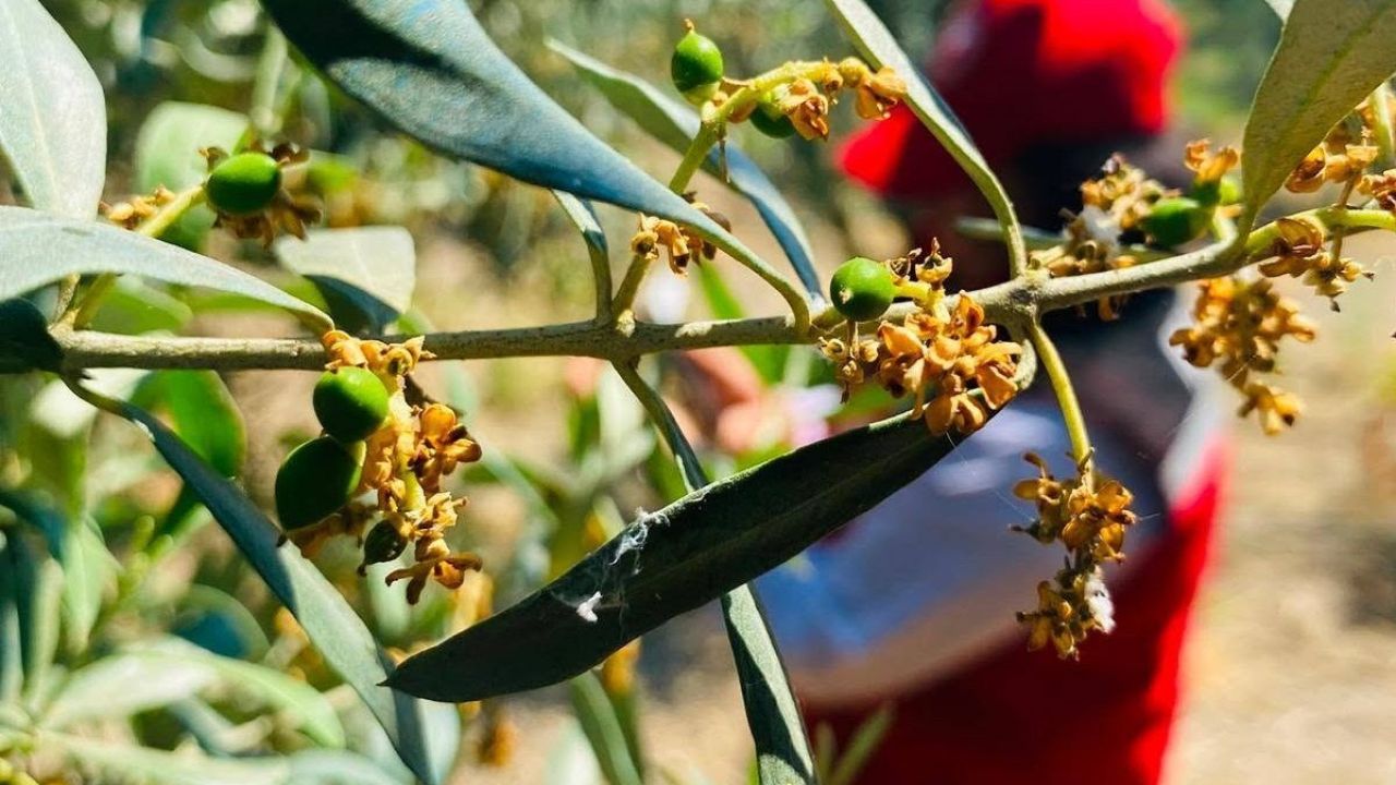 Salihli’de zeytin güvesi alarmı