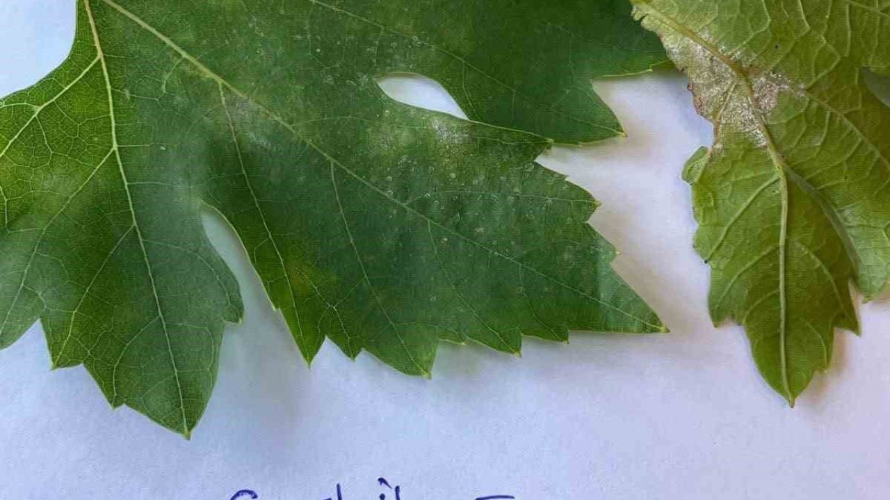 Sarıgöl’de bağcılar için salkım güvesi uyarısı