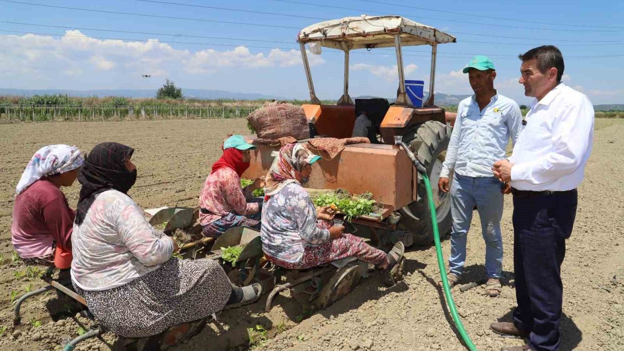Saruhanlı’da tütün mesaisi başladı