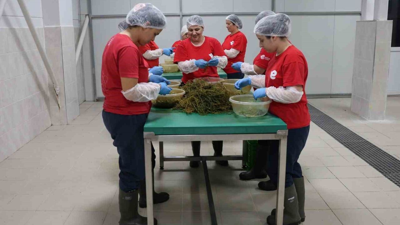 Tarımsal Ürün Fabrikası ile kadınlar üretiyor Efeler kazanıyor
