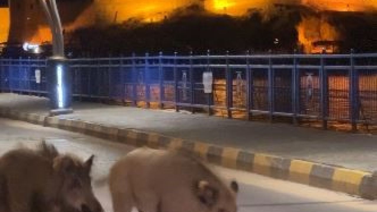 Turizm kentlerini istila eden domuz sorunu her geçen gün büyüyor