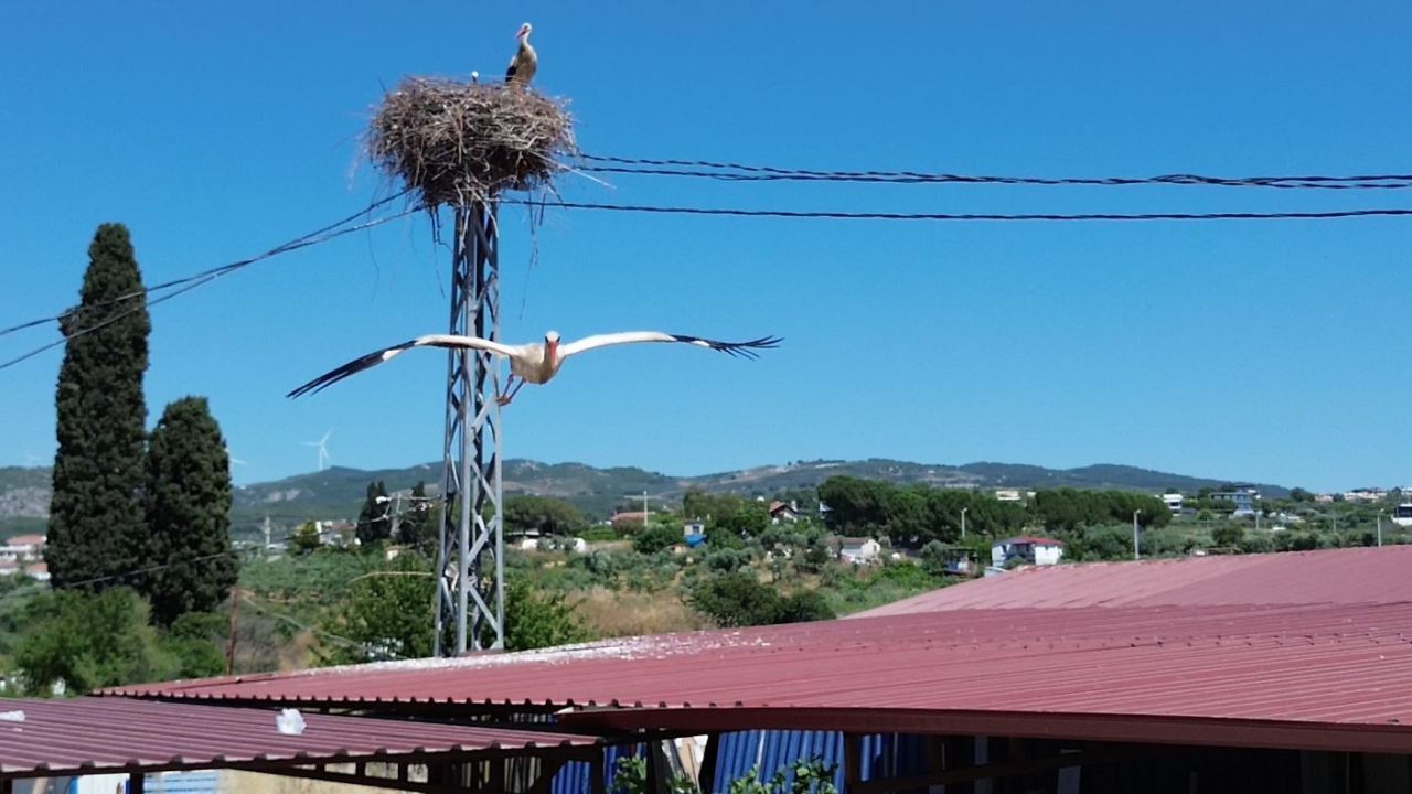 Uzun aradan sonra Kuşadası’na yuvalanan leylek çiftinin yuvası havadan görüntülendi