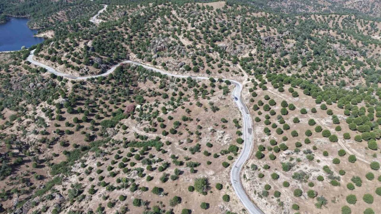 Aydın’da 15 yıl önce dikilen fıstıkçamları kozalak vermeye başladı